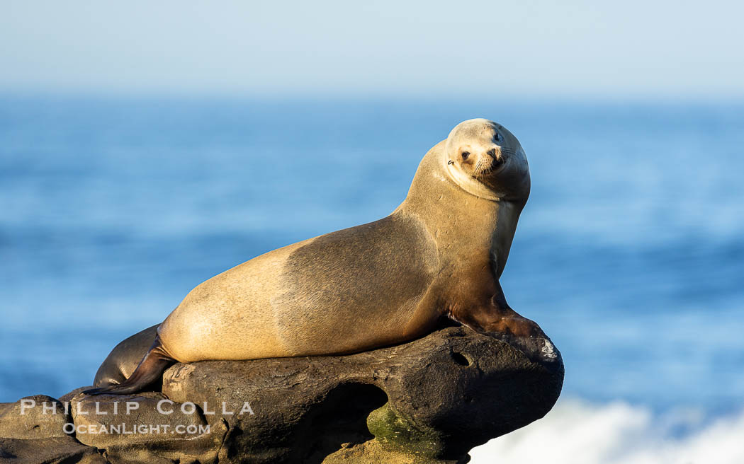 Adult female California Sea Lion, resting on rocks in the morning sun, La Jolla., Zalophus californianus, natural history stock photograph, photo id 37519