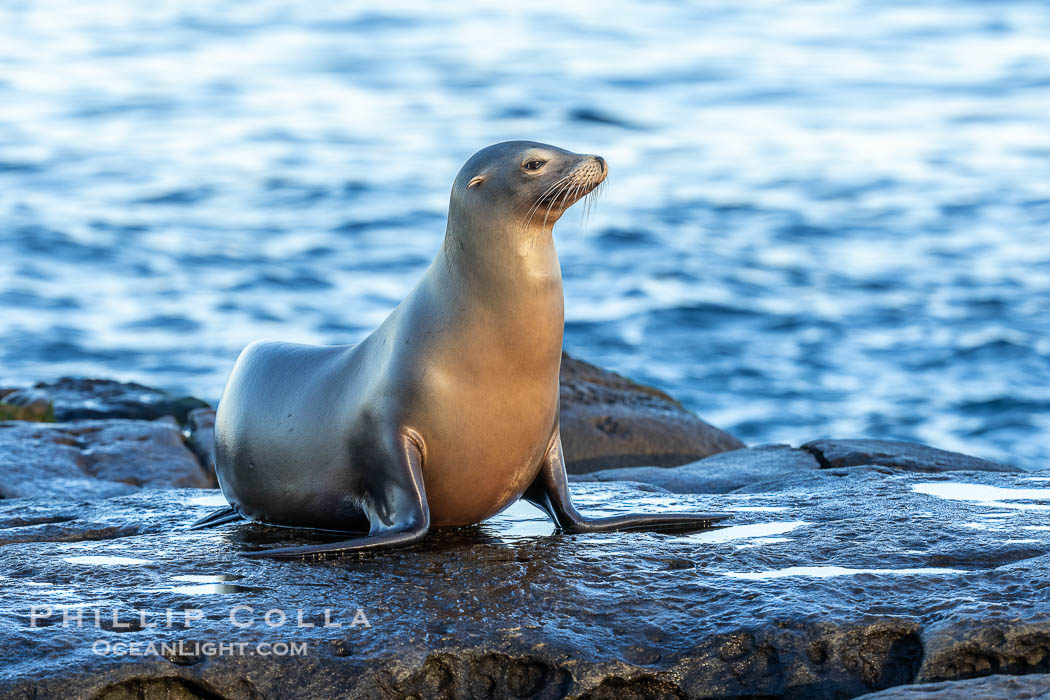 Adult female California Sea Lion, resting on rocks in the morning sun, La Jolla., Zalophus californianus, natural history stock photograph, photo id 37523