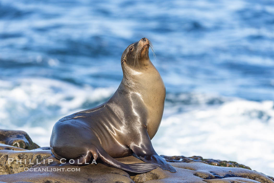 Adult female California Sea Lion, resting on rocks in the morning sun, La Jolla., Zalophus californianus, natural history stock photograph, photo id 37551