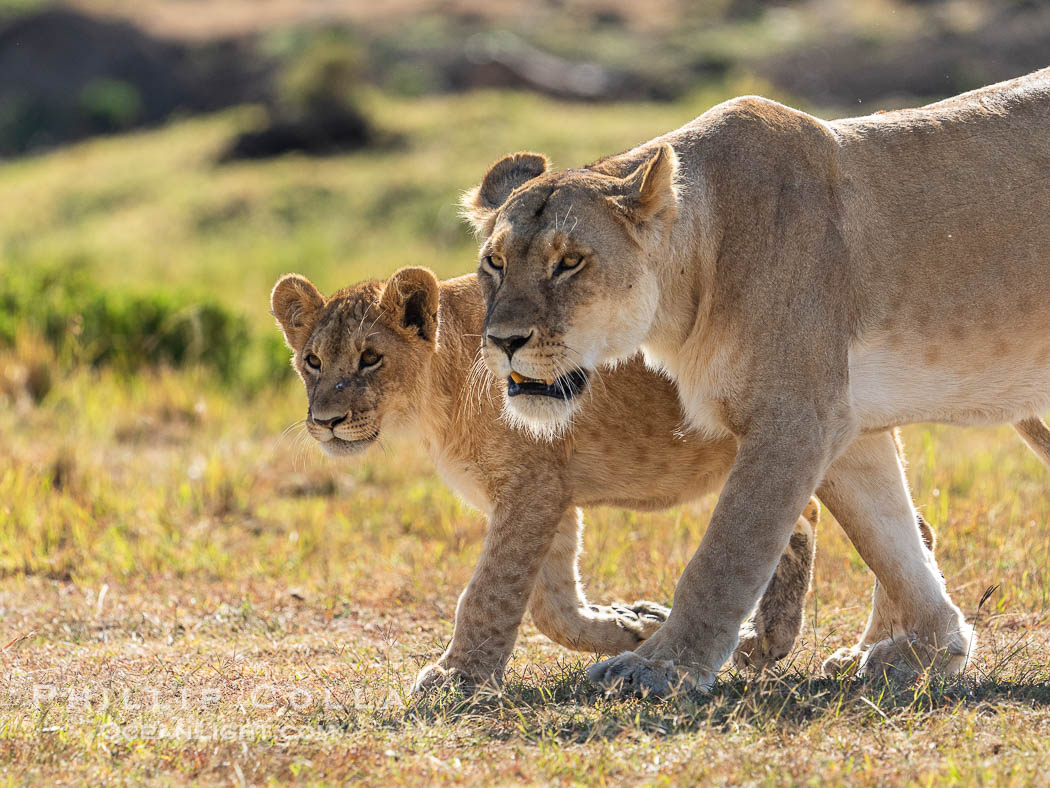 Adult lioness traveling with younger lion in her care, Mara North Conservancy, Kenya., Panthera leo, natural history stock photograph, photo id 39666
