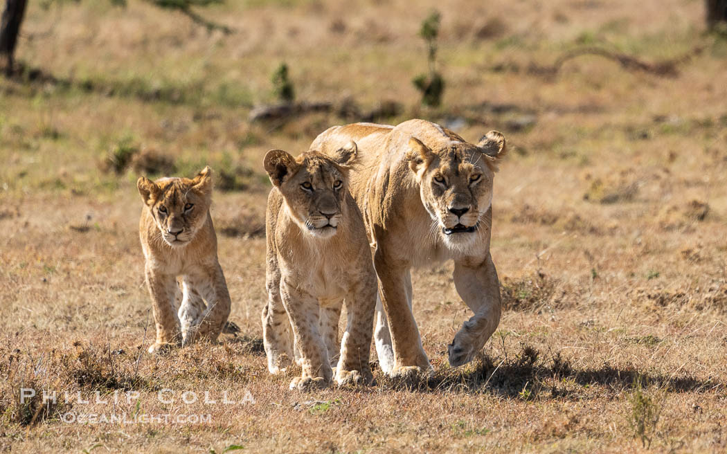 Adult lioness traveling with younger lions in her care, Mara North Conservancy, Kenya., Panthera leo, natural history stock photograph, photo id 39668
