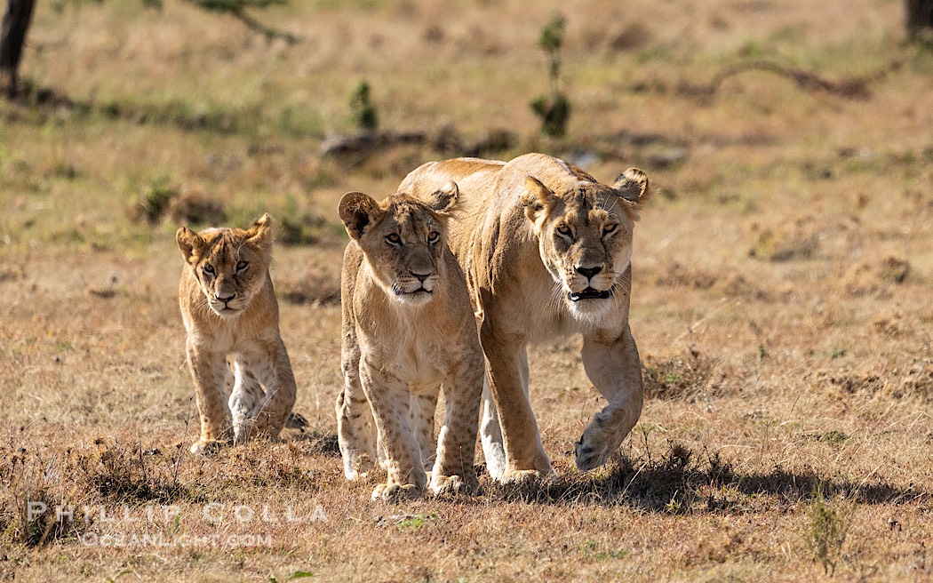 Adult lioness traveling with younger lions in her care, Mara North Conservancy, Kenya., Panthera leo, natural history stock photograph, photo id 39668