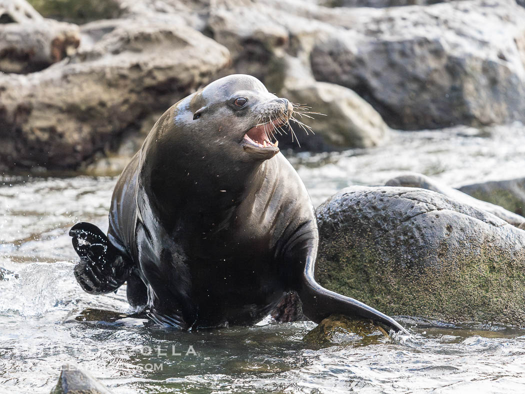 Adult male California sea lion with sagittal crest, La Jolla Cove., Zalophus californianus, natural history stock photograph, photo id 39522