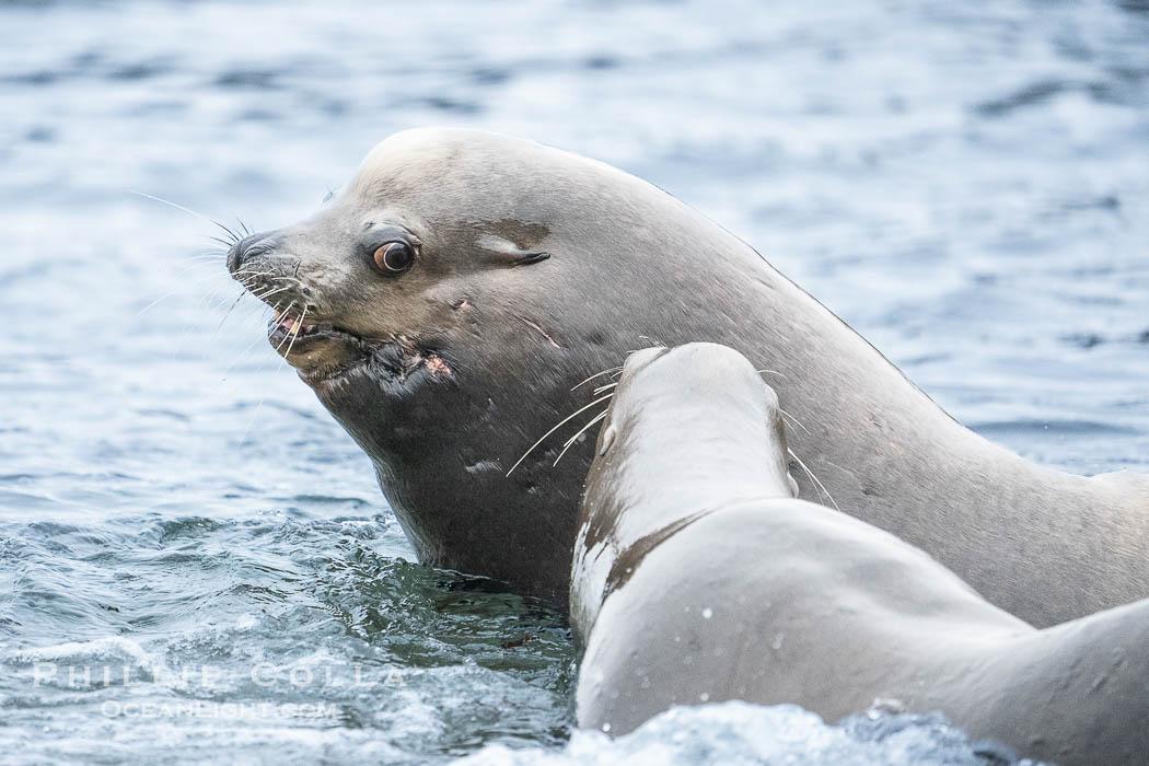 Adult male California sea lion with sagittal crest, La Jolla Cove., Zalophus californianus, natural history stock photograph, photo id 39530