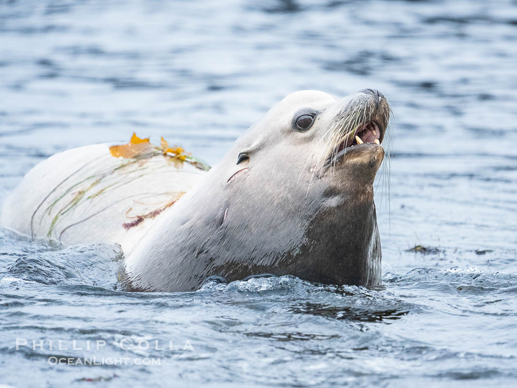 Adult male California sea lion with sagittal crest, La Jolla Cove., Zalophus californianus, natural history stock photograph, photo id 39528