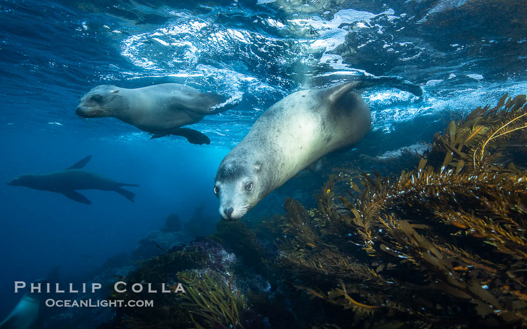 Adult Male California Sea Lion with Several Young Pups, Mexico. This male sea lion is not yet large and mature enough to form his own harem so he swims at the underwater periphery of the territories of the more established males to see what females he can approach without being challenged and chased off by a bigger male, Zalophus californianus, Coronado Islands (Islas Coronado)