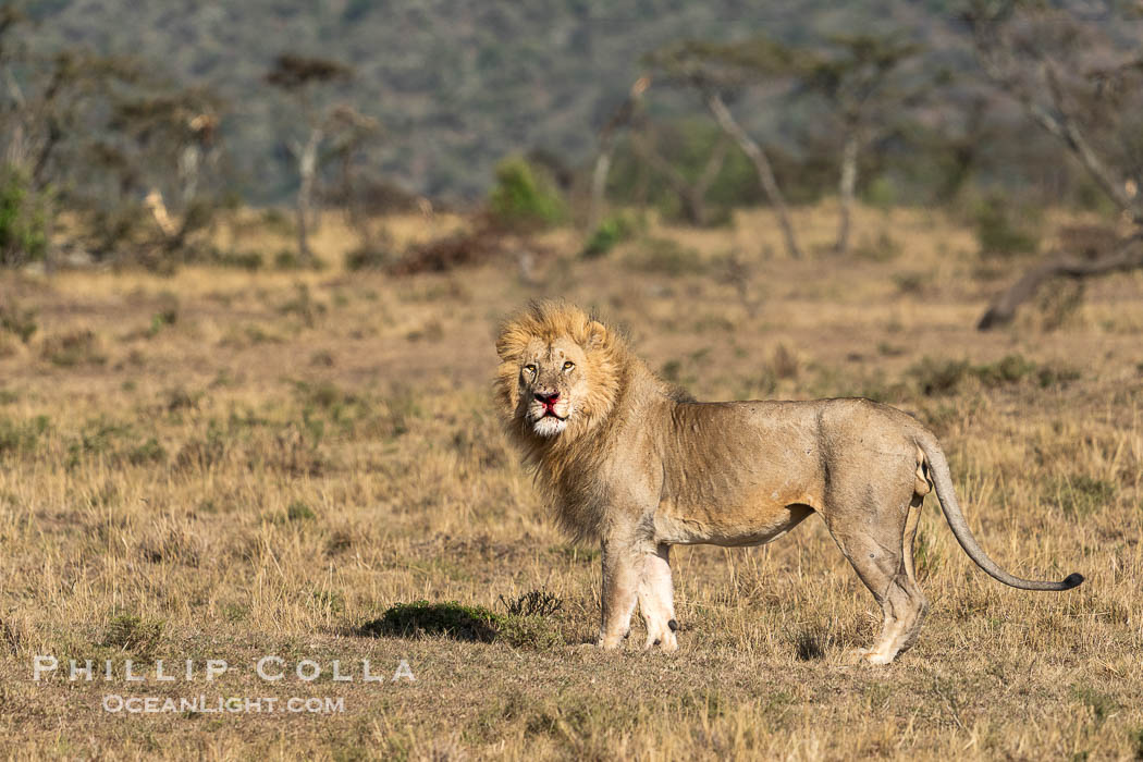 Adult Male Lion with Fresh Wounds to Face and Leg, Greater Masai Mara, Mara North Consevancy. Mara North Conservancy, Kenya, Panthera leo, natural history stock photograph, photo id 39702