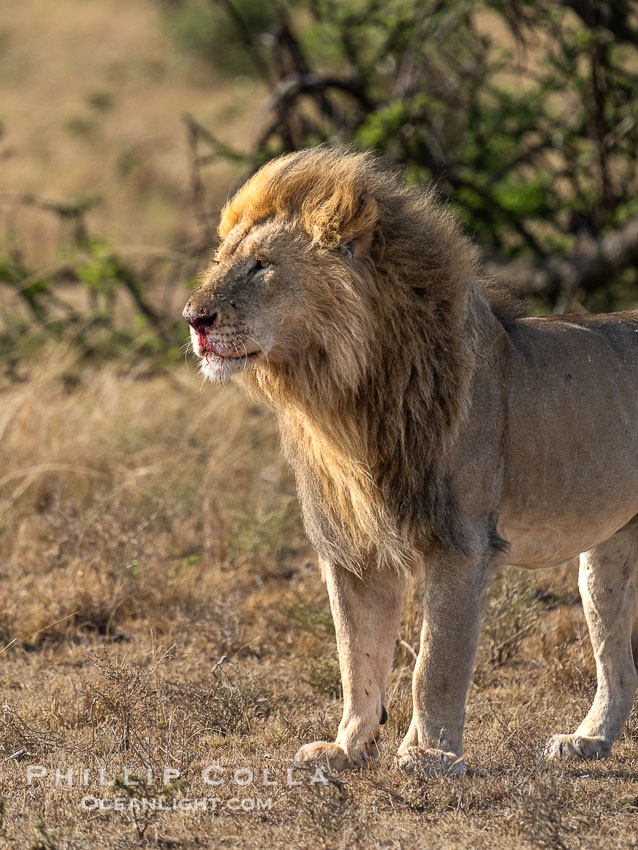 Adult Male Lion with Fresh Wounds to Face and Leg, Greater Masai Mara, Mara North Consevancy. Mara North Conservancy, Kenya, Panthera leo, natural history stock photograph, photo id 39703