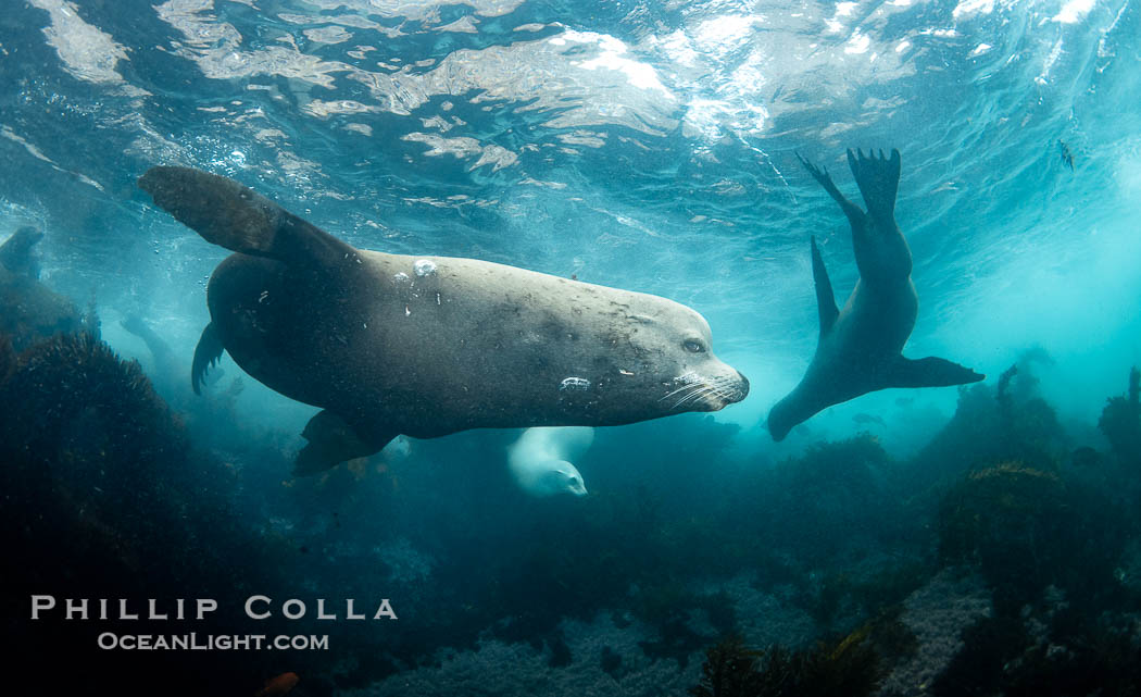 Adult male sea lion, a bull, at the Coronado Islands, Baja California, Mexico. Coronado Islands (Islas Coronado), baja California, Zalophus californianus, natural history stock photograph, photo id 37306