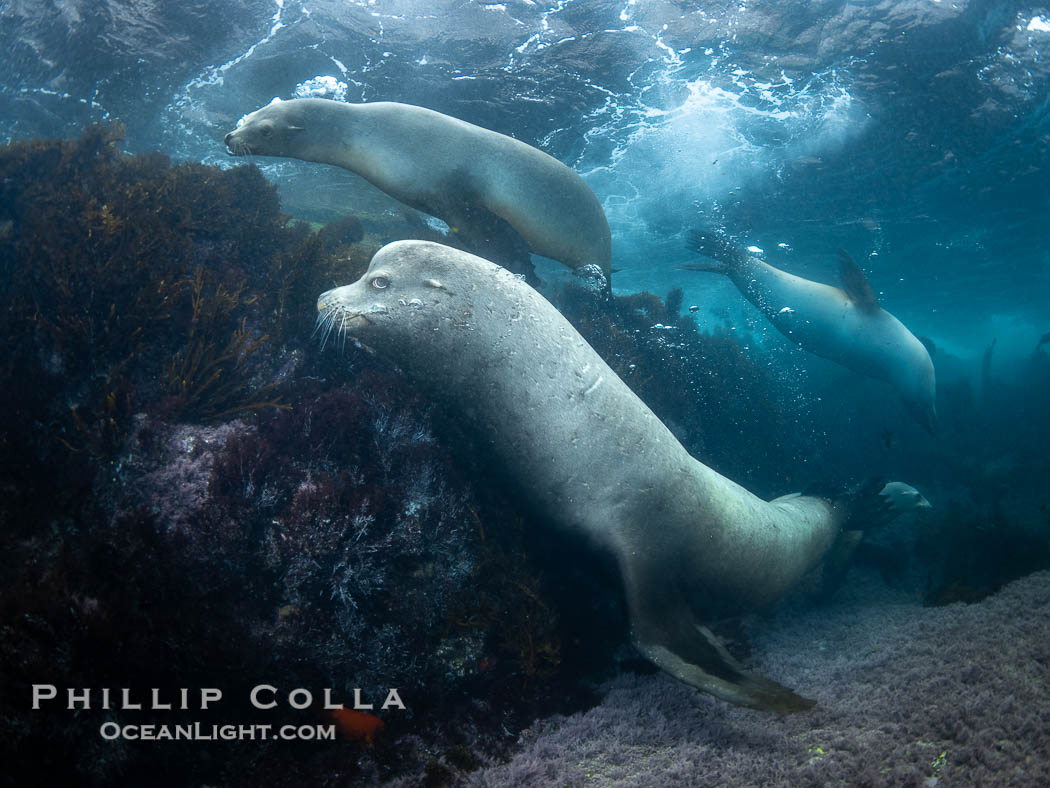 Adult male sea lion, a bull, at the Coronado Islands, Baja California, Mexico. Coronado Islands (Islas Coronado), Zalophus californianus, natural history stock photograph, photo id 37312