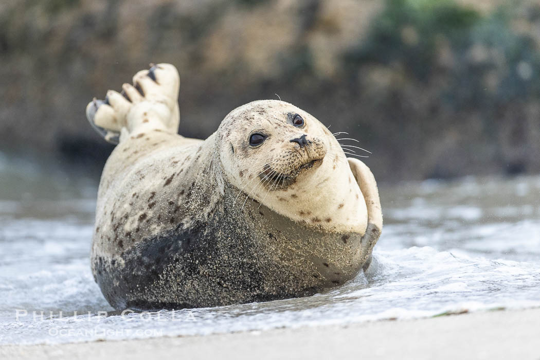 Adult Pacific Harbor Seal Lounging in Water on Sand Beach. La Jolla, California, USA, Phoca vitulina richardsi, natural history stock photograph, photo id 39080
