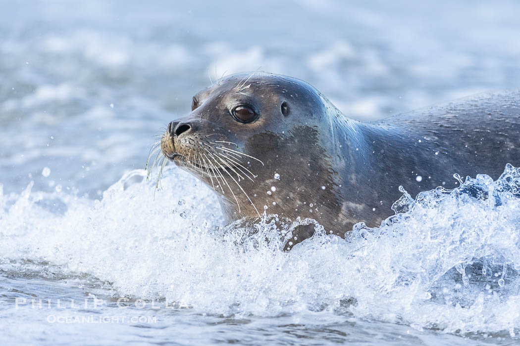 Adult Pacific Harbor Seal splashed by a wave at the waters edge, on a white sand beach in San Diego. La Jolla, California, USA, Phoca vitulina richardsi, natural history stock photograph, photo id 39064