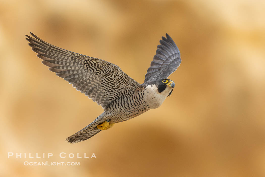 Adult Peregrine Falcon in flight along Torrey Pines sandstone cliffs. Torrey Pines State Reserve, San Diego, California, USA, Falco peregrinus, natural history stock photograph, photo id 40986