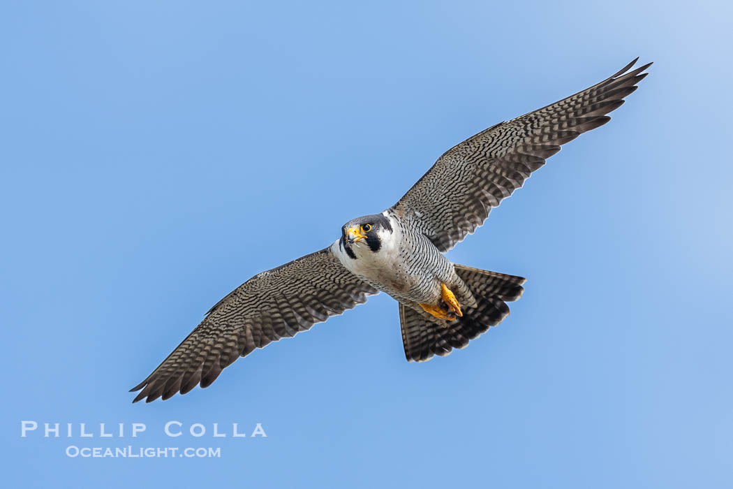Adult Peregrine Falcon at Torrey Pines. Torrey Pines State Reserve, San Diego, California, USA, Falco peregrinus, natural history stock photograph, photo id 40998
