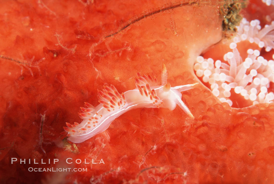 Aeolid nudibranch. San Miguel Island, California, USA, Flabellina trilineata, natural history stock photograph, photo id 05286