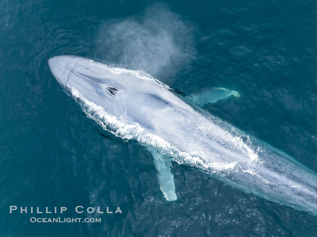Aerial photo of blue whale exhalilng with a giant blow at the ocean surface near San Diego. This enormous blue whale glides at the surface of the ocean, resting and breathing before it dives to feed on subsurface krill. California, USA, Balaenoptera musculus, natural history stock photograph, photo id 39424