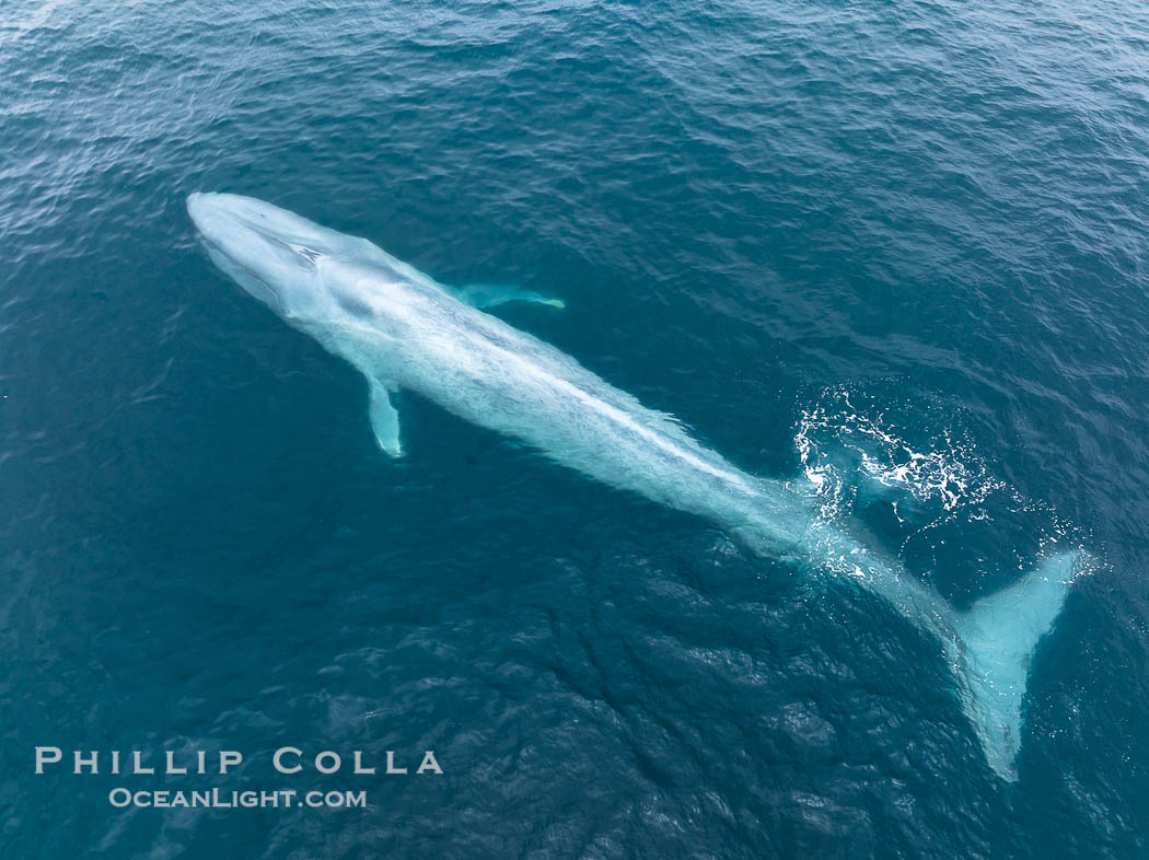 Aerial photo of blue whale near San Diego. This enormous blue whale glides at the surface of the ocean, resting and breathing before it dives to feed on subsurface krill. California, USA, Balaenoptera musculus, natural history stock photograph, photo id 39422
