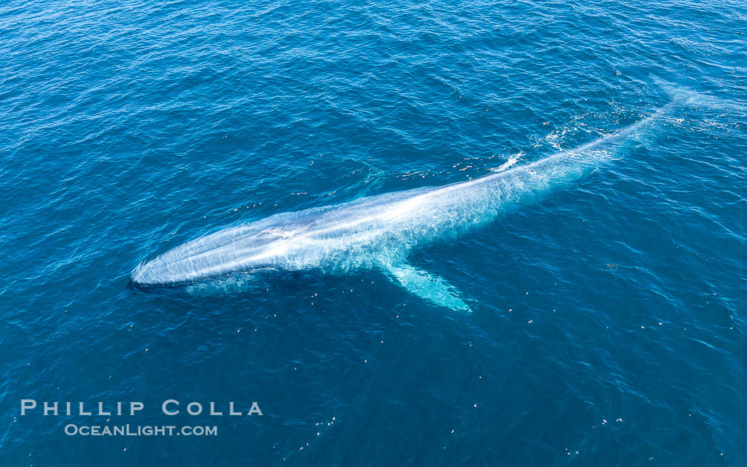Aerial photo of blue whale near San Diego. This enormous blue whale glides at the surface of the ocean, resting and breathing before it dives to feed on subsurface krill. California, USA, Balaenoptera musculus, natural history stock photograph, photo id 40610