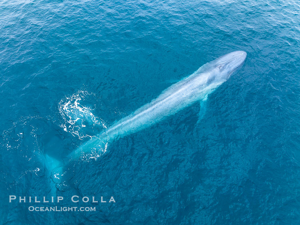 Aerial photo of blue whale near San Diego. This enormous blue whale glides at the surface of the ocean, resting and breathing before it dives to feed on subsurface krill. California, USA, Balaenoptera musculus, natural history stock photograph, photo id 39419
