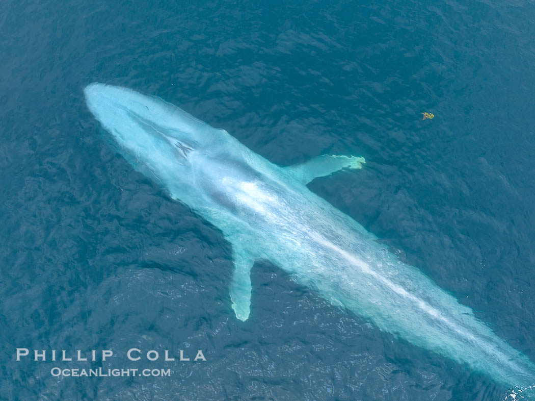 Aerial photo of blue whale near San Diego. This enormous blue whale glides at the surface of the ocean, resting and breathing before it dives to feed on subsurface krill. California, USA, Balaenoptera musculus, natural history stock photograph, photo id 39423