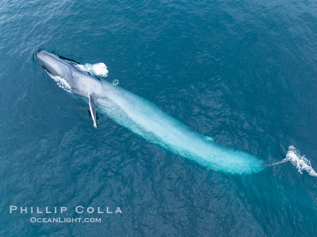 Aerial photo of blue whale near San Diego. This enormous blue whale glides at the surface of the ocean, resting and breathing before it dives to feed on subsurface krill. California, USA, Balaenoptera musculus, natural history stock photograph, photo id 39427