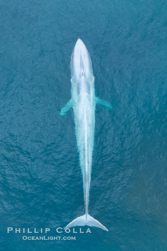 Aerial photo of blue whale near San Diego. This enormous blue whale glides at the surface of the ocean, resting and breathing before it dives to feed on subsurface krill. California, USA, Balaenoptera musculus, natural history stock photograph, photo id 39421