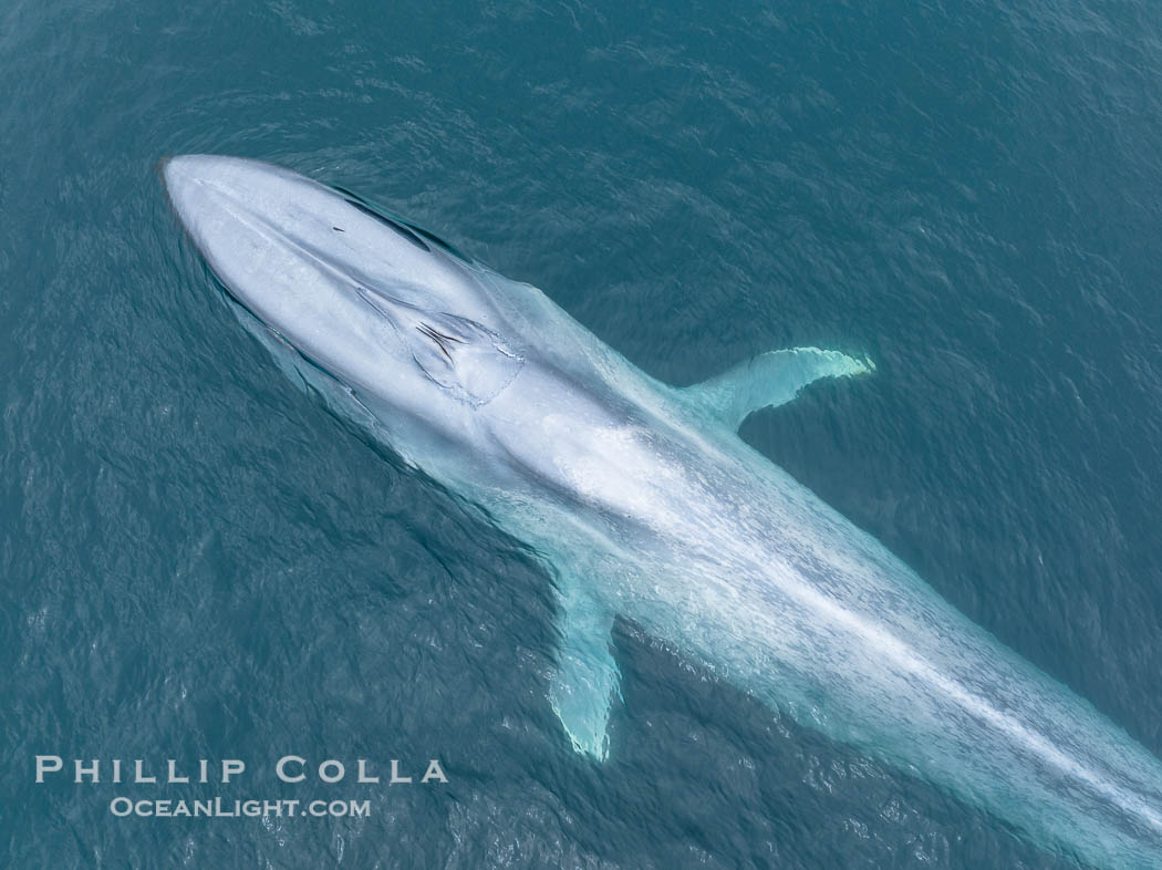 Aerial photo of blue whale near San Diego. This enormous blue whale glides at the surface of the ocean, resting and breathing before it dives to feed on subsurface krill. California, USA, Balaenoptera musculus, natural history stock photograph, photo id 39425