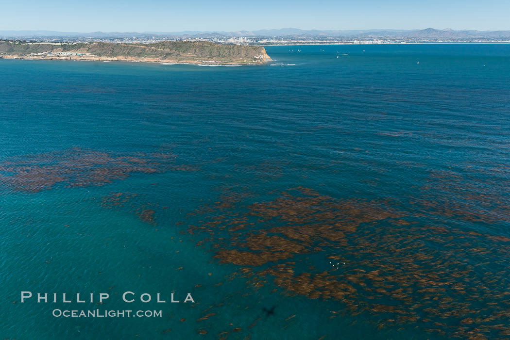 Aerial Photo of Kelp Forests at Cabrillo State Marine Reserve, Point Loma, San Diego. California, USA, natural history stock photograph, photo id 30642