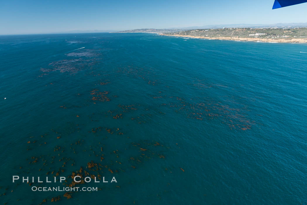 Aerial Photo of Kelp Forests at Cabrillo State Marine Reserve, Point Loma, San Diego. California, USA, natural history stock photograph, photo id 30698