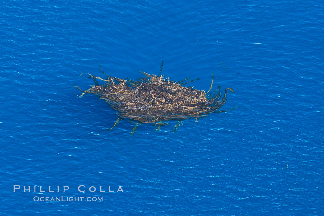 Drift kelp, a kelp paddy, floating patch of kelp on the open ocean which attracts marine life and forms of moving oasis of life, an open ocean habitat, aerial photo. California, USA, Macrocystis pyrifera, natural history stock photograph, photo id 29082