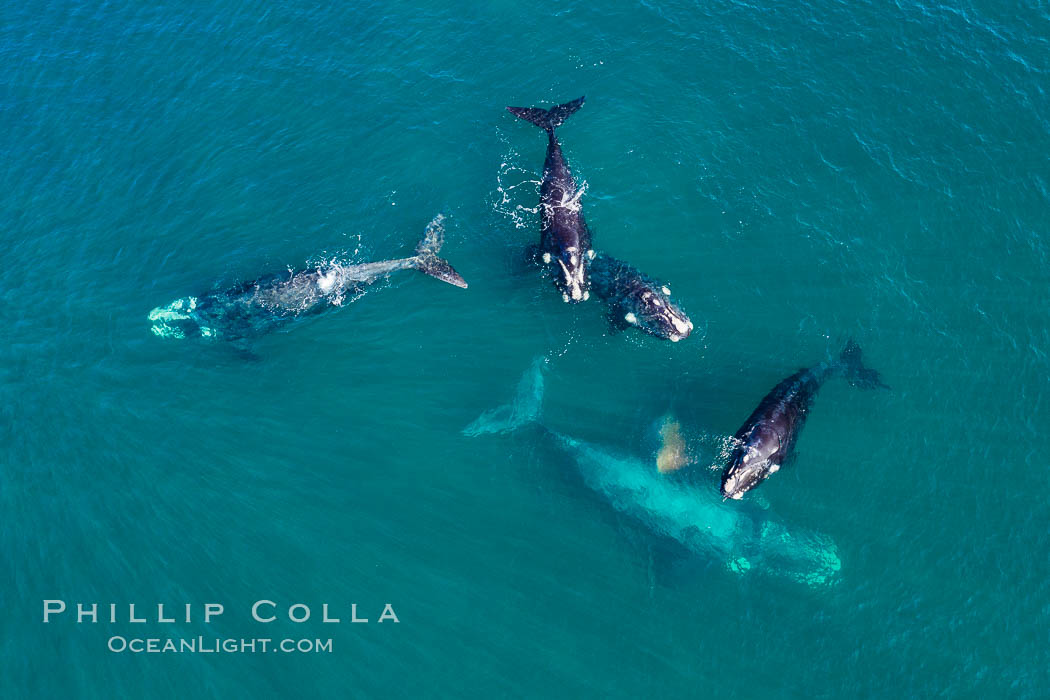 Five southern right whales in courtship group, aerial photo, Eubalaena australis, Argentina, Eubalaena australis, Puerto Piramides, Chubut