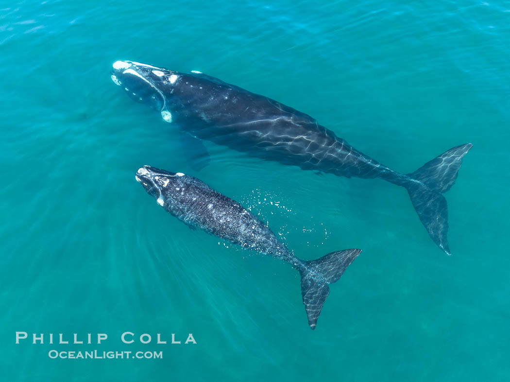 Aerial photo of Southern Right Whale Mother and Calf. Golfo Nuevo, Peninsula Valdes, Argentina. By permission of the Government of Argentina, Chubut, permit # 51 / 2025-SsCyA, Eubalaena australis, Puerto Piramides Aerial photo of Southern Right Whale Mother and Calf. Golfo Nuevo, Peninsula Valdes, Argentina. By permission of the Government of Argentina, Chubut, permit # 51 / 2025-SsCyA, Eubalaena australis, Puerto Piramides