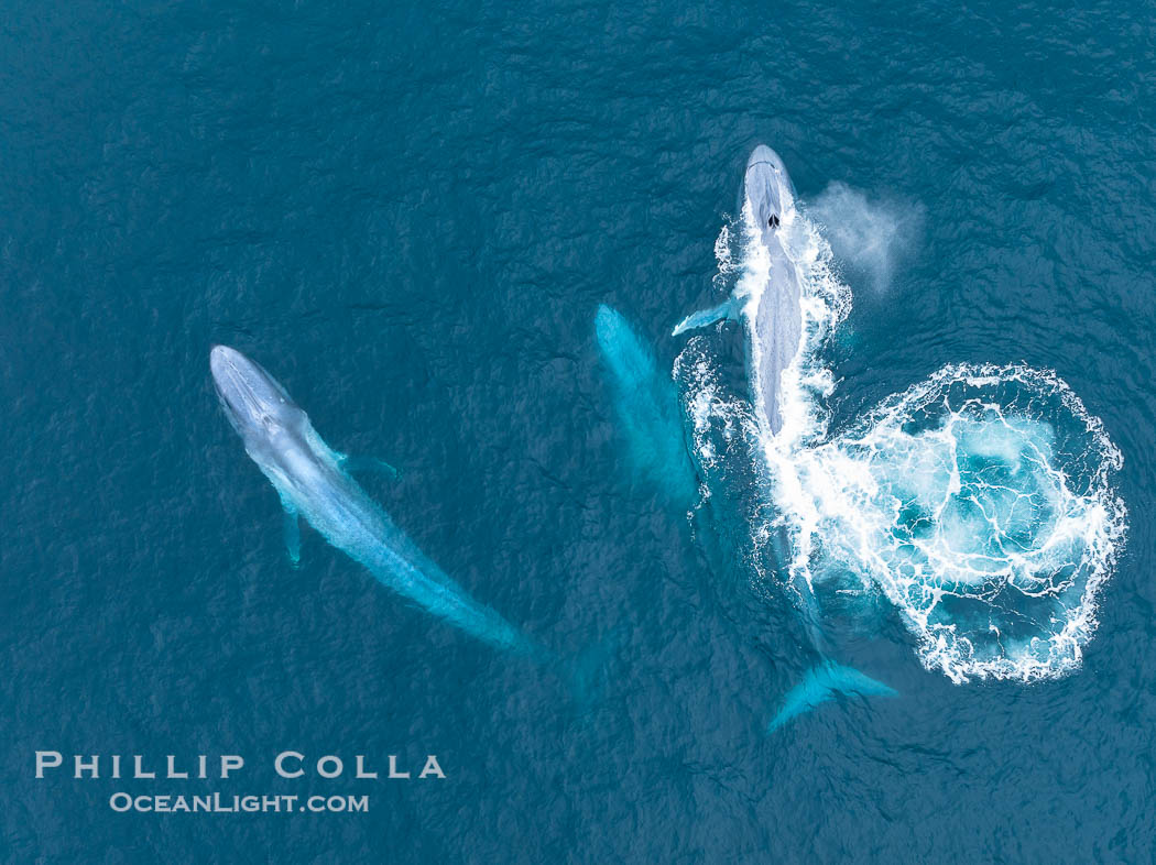 Aerial photo of three blue whales socializing near San Diego. California, USA, Balaenoptera musculus, natural history stock photograph, photo id 39429