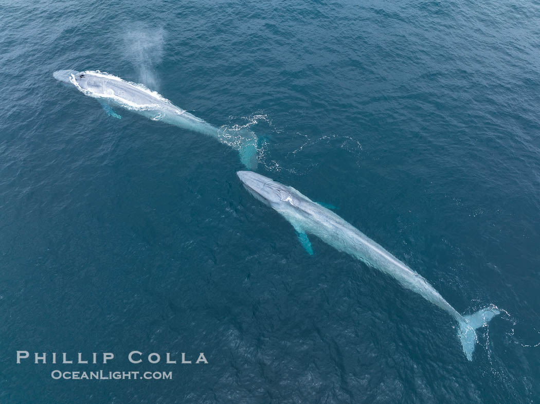 Aerial photo of two blue whales near San Diego. These enormous blue whales glide at the surface of the ocean, resting and breathing before diving to feed on subsurface krill. California, USA, Balaenoptera musculus, natural history stock photograph, photo id 39426