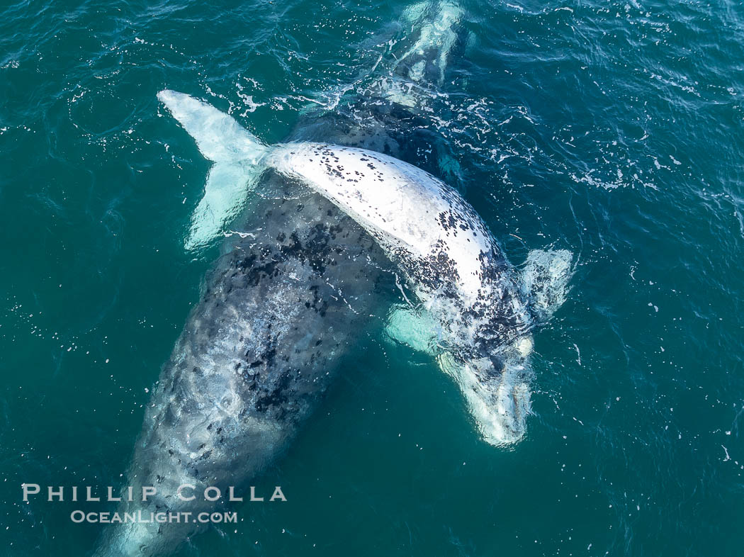 Aerial photo of white Southern Right Whale calf with its mother. The mother is gray in color, rather than dark black, since she was a white calf herself and gradually darkened to gray as she matured. About five per cent of southern right whales are born white due to a condition known as grey morphism and will gradually turn dark as they age. They are not albino (which is a complete lack of pigmentation). The white coloration is a recessive genetic trait and only lasts a few months. Typically white calves become much darker as they mature but will still be lighter than normal even as adults. By permission of the Government of Argentina, Chubut, permit # 51 / 2025-SsCyA, Eubalaena australis, Puerto Piramides Aerial photo of white Southern Right Whale calf with its mother. The mother is gray in color, rather than dark black, since she was a white calf herself and gradually darkened to gray as she matured. About five per cent of southern right whales are born white due to a condition known as grey morphism and will gradually turn dark as they age. They are not albino (which is a complete lack of pigmentation). The white coloration is a recessive genetic trait and only lasts a few months. Typically white calves become much darker as they mature but will still be lighter than normal even as adults. By permission of the Government of Argentina, Chubut, permit # 51 / 2025-SsCyA, Eubalaena australis, Puerto Piramides