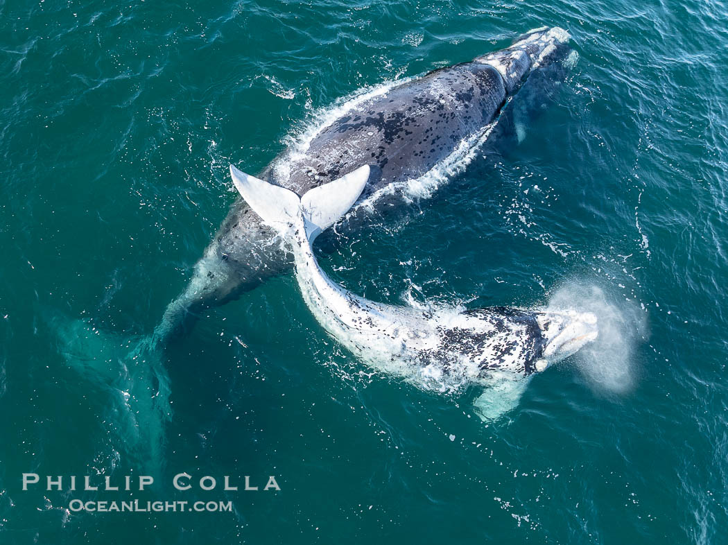 Aerial photo of white Southern Right Whale calf with its mother.  The mother is gray in color, rather than dark black, since she was a white calf herself and gradually darkened to gray as she matured. About five per cent of southern right whales are born white due to a condition known as grey morphism and will gradually turn dark as they age. They are not albino (which is a complete lack of pigmentation). The white coloration is a recessive genetic trait and only lasts a few months. Typically white calves become much darker as they mature but will still be lighter than normal even as adults. By permission of the Government of Argentina, Chubut, permit # 51 / 2025-SsCyA. Puerto Piramides, Eubalaena australis, natural history stock photograph, photo id 41260