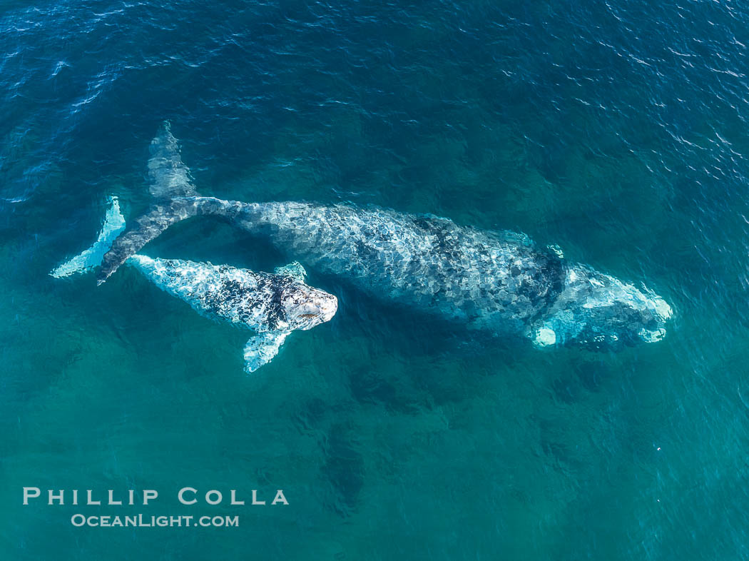 Aerial photo of white Southern Right whale calf with its mother. The mother is light gray rather than the more typical black, an indication that she was white when she was a calf., natural history stock photograph, photo id 41328