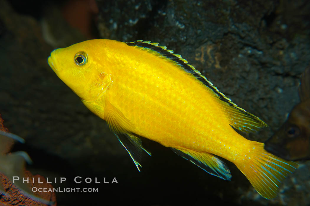 Unidentified African cichlid., natural history stock photograph, photo id 14690