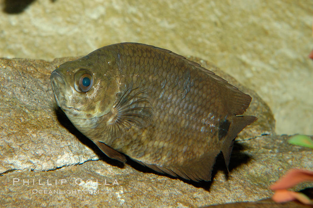 African climbing perch, a freshwater fish native to the Congo river basin., Ctenopoma acutirostre, natural history stock photograph, photo id 09342
