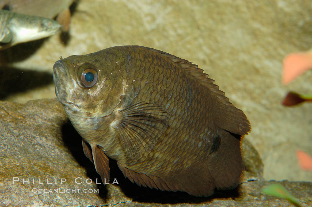 African climbing perch, a freshwater fish native to the Congo river basin., Ctenopoma acutirostre, natural history stock photograph, photo id 09340