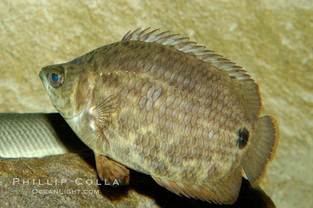 African climbing perch, a freshwater fish native to the Congo river basin., Ctenopoma acutirostre, natural history stock photograph, photo id 09341