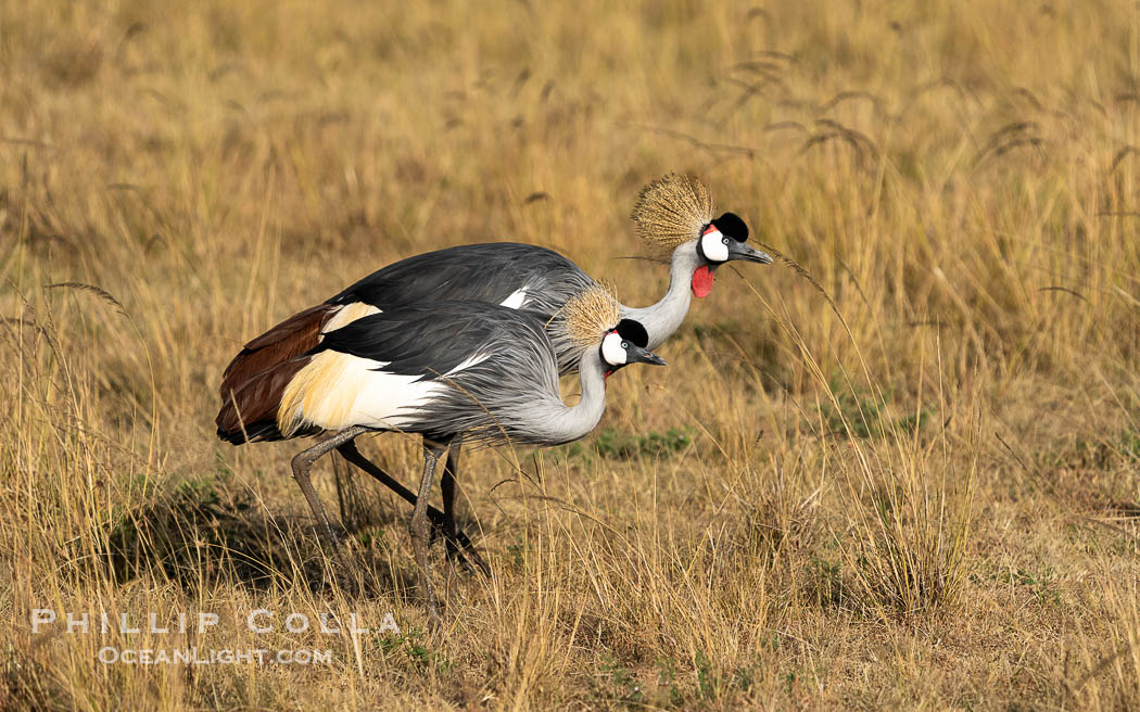 African Crowned Crane, Balearica regulorum, Mara Triangle, Kenya. Mara North Conservancy, Balearica regulorum, natural history stock photograph, photo id 39696