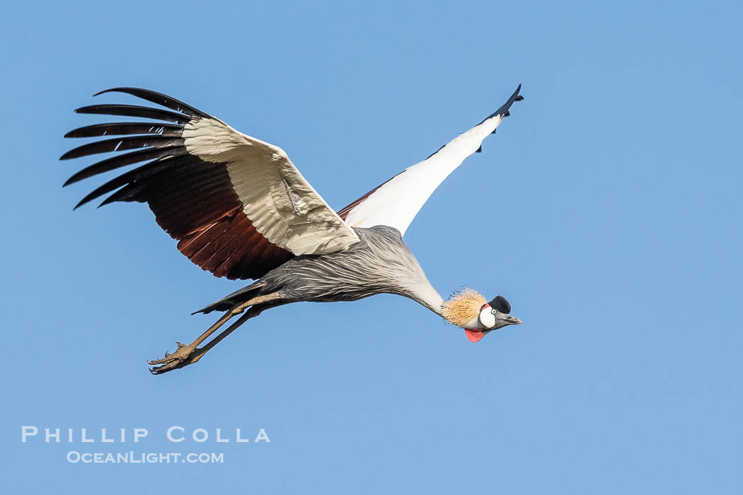 African Crowned Crane in Flight, Balearica regulorum, Mara Triangle, Kenya. Mara North Conservancy, Balearica regulorum, natural history stock photograph, photo id 39695