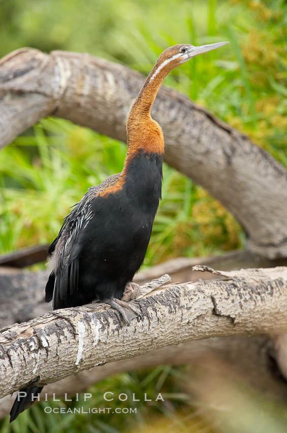 African darter.   Darters are also known as snakebirds because they swim with only their heads and necks out of the water.  A hinge mechanism at the birds eighth neck vertebra enables the bird to strike, snapping up insects on the water and stabbing fish.  A stabbed fish is shaken loose, flipped up in the air and swallowed head first., Anhinga rufa rufa, natural history stock photograph, photo id 12834