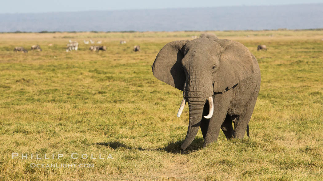 African elephant, Amboseli National Park, Kenya., Loxodonta africana, natural history stock photograph, photo id 29518