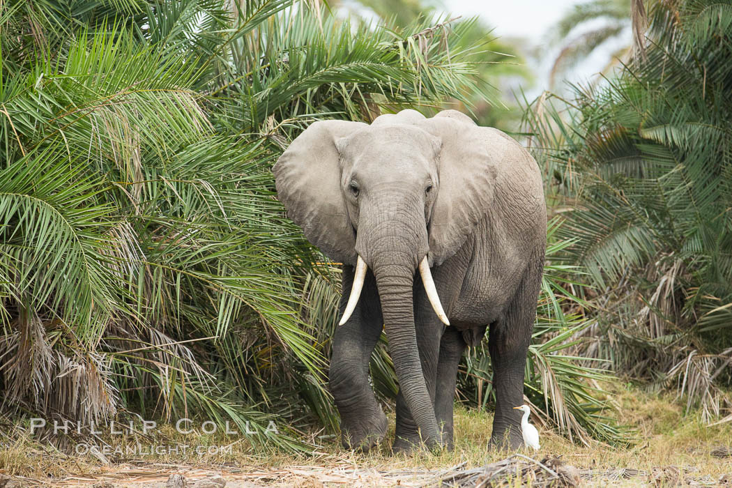 African elephant, Amboseli National Park, Kenya., Loxodonta africana, natural history stock photograph, photo id 29542
