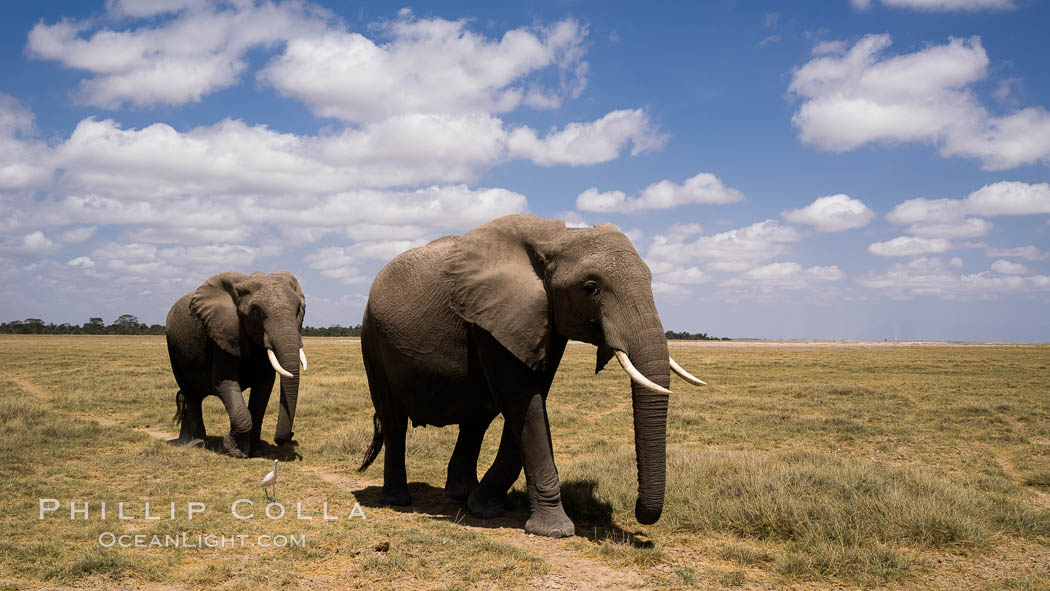 African elephant, Amboseli National Park, Kenya., Loxodonta africana, natural history stock photograph, photo id 29508
