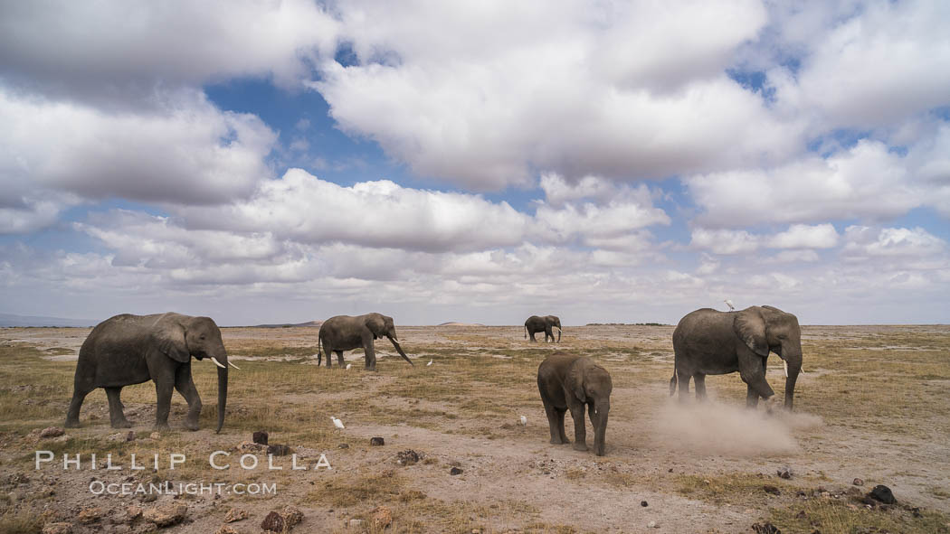 African elephant, Amboseli National Park, Kenya., Loxodonta africana, natural history stock photograph, photo id 29576