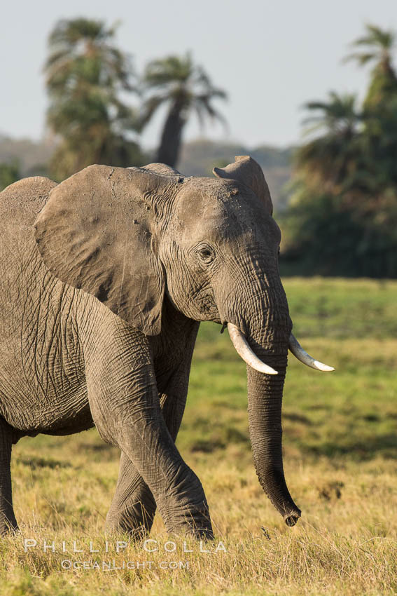 African elephant, Amboseli National Park, Kenya., Loxodonta africana, natural history stock photograph, photo id 29592