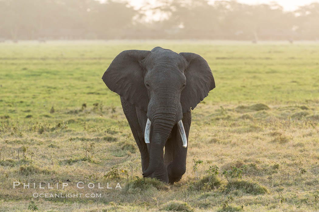 African elephant, Amboseli National Park, Kenya., Loxodonta africana, natural history stock photograph, photo id 29527